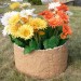 Цветник КАНЬОН купить в Отрадном